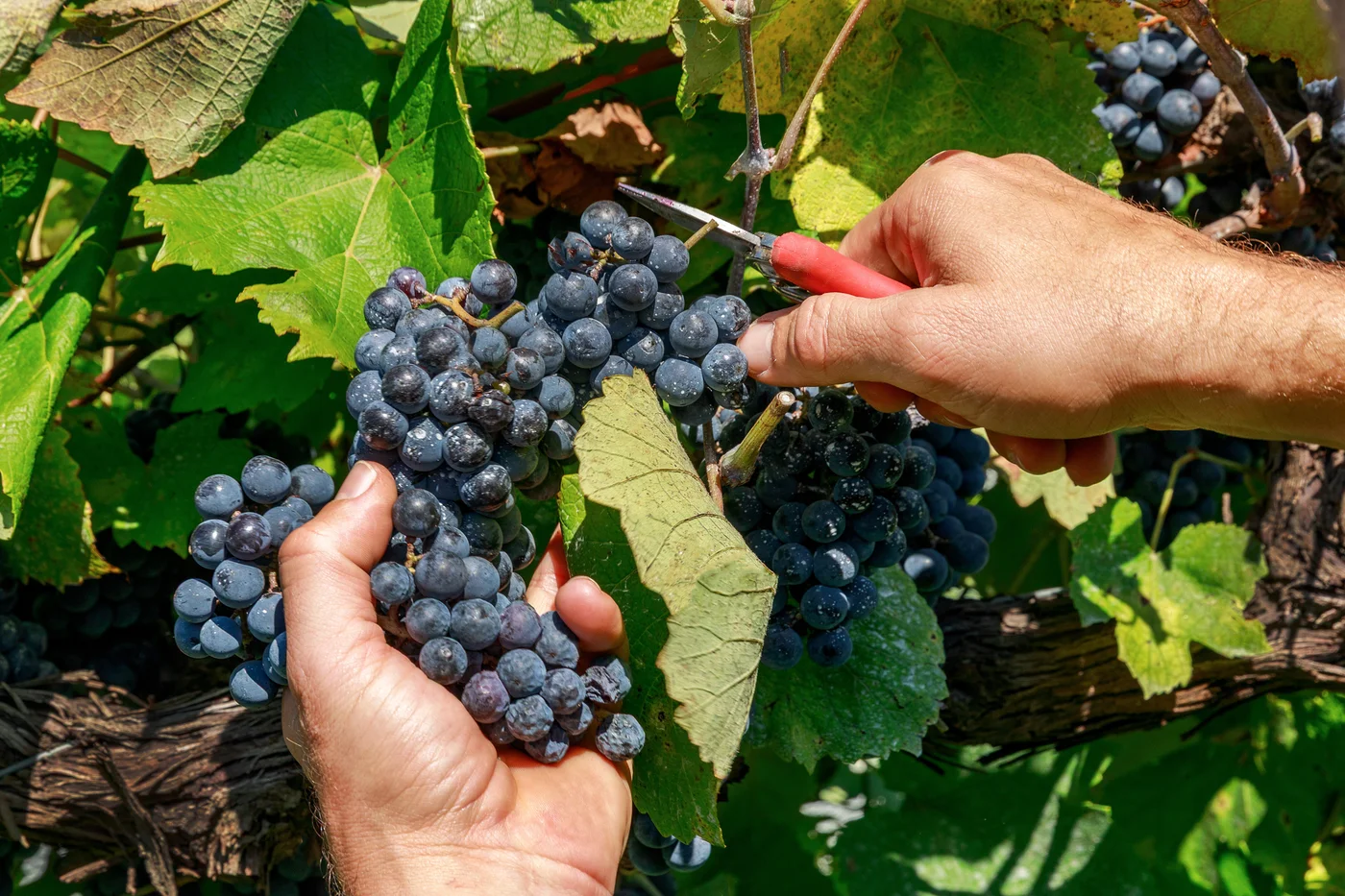 Chateau Elan vineyard rows — Georgia wine country